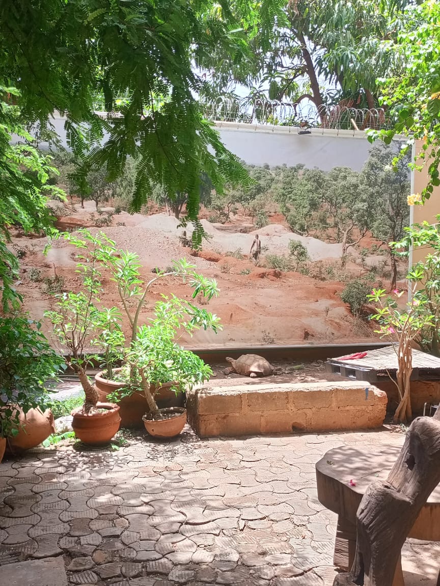 Be My AI: La photo montre un jardin extérieur avec un sol pavé. Il y a plusieurs plantes en pots, principalement des arbustes et des petits arbres. Au centre de l'image, il y a une tortue sur une petite plateforme en pierre. En arrière-plan, il y a une grande toile ou un mur peint représentant un paysage désertique avec des arbres et des collines. Des branches d'arbres avec des feuilles vertes pendent au-dessus, créant de l'ombre. L'ensemble de la scène est baigné de lumière naturelle.